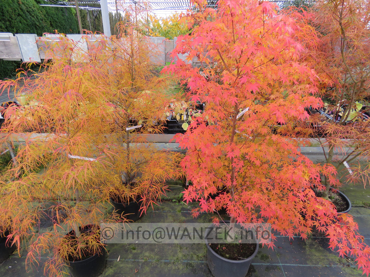 Acer palmatum Koto no ito und Katsura.JPG